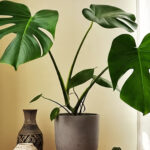 Jenis Monstera