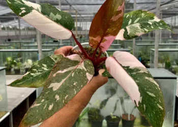 FANTASTIS! 6 Tanaman Langka Bernilai Ratusan Juta Rupiah, Bukan Sekadar Hiasan tapi Investasi Bergengsi!