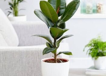 Unik dan Penuh Makna! Tanaman Hoki Sesuai Bulan Lahir, Cocok Banget Jadi Kado Spesial!