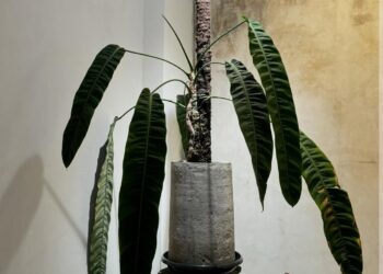 Mahal dan Unik! Ini Jenis Tanaman Hias Langka yang Sulit Didapat