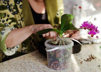 Jangan Asal! Begini Trik Jitu Bikin Anggrek Phalaenopsis dan Dendrobium Beranak Banyak, dari 1 Jadi 10!