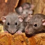 lonjakan kasus leptospirosis di Yogyakarta