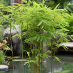 Cara merawat tanaman hias bambu air