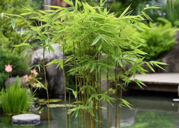 Cara merawat tanaman hias bambu air