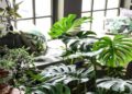Tanaman Monstera