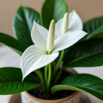 tanaman dalam ruangan