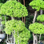 tanaman hias Anting Putri