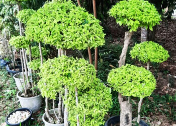 tanaman hias Anting Putri