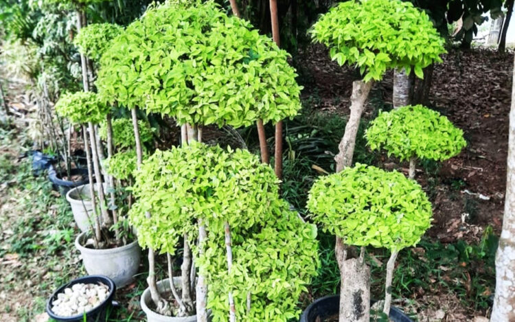 tanaman hias Anting Putri