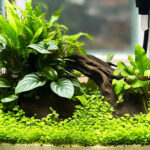 tanaman hias aquarium mini