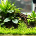 tanaman hias aquarium mini