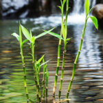 tanaman hias bambu air