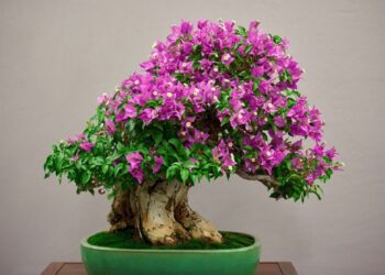 Tanaman Hias Bonsai