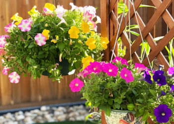 tanaman hias bunga gantung