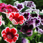 tanaman hias bunga indoor