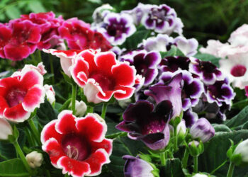 tanaman hias bunga indoor