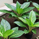 tanaman hias hidroponik