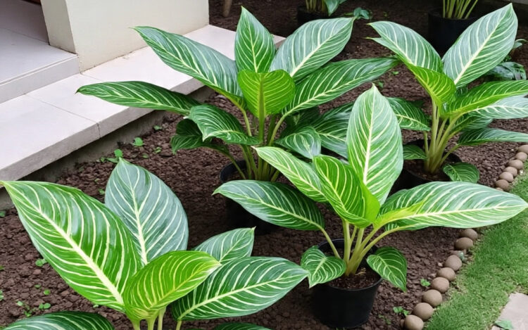 tanaman hias hidroponik