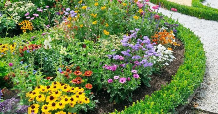 5 Rekomendasi Tanaman Hias yang Kuat di Cuaca Panas, Rumah Makin Asri!