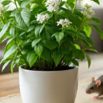 tanaman pengusir tikus