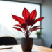 Tanaman hias untuk kantor