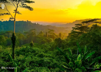 Upaya Lindungi Hutan di Sekitar IKN, Dishut Kaltim Beri Pendampingan Teknis pada OIKN
