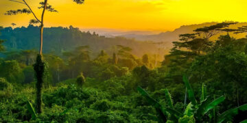 Upaya Lindungi Hutan di Sekitar IKN, Dishut Kaltim Beri Pendampingan Teknis pada OIKN