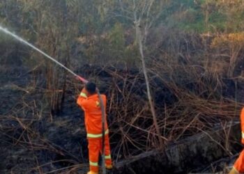 Dinas Kehutanan Kaltim Waspadai Pemicu Ancaman Karhutla di IKN