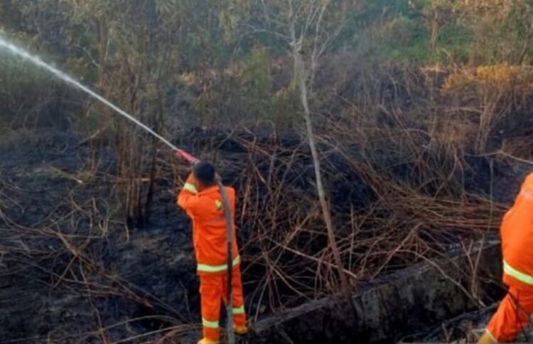Dinas Kehutanan Kaltim Waspadai Pemicu Ancaman Karhutla di IKN