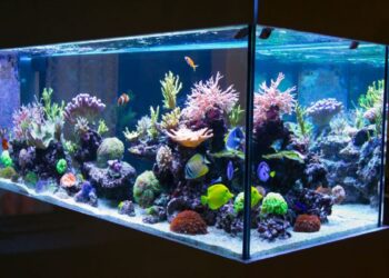 Tips memilih akuarium