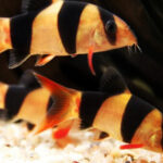 Ikan Hias Tanpa Oksigen