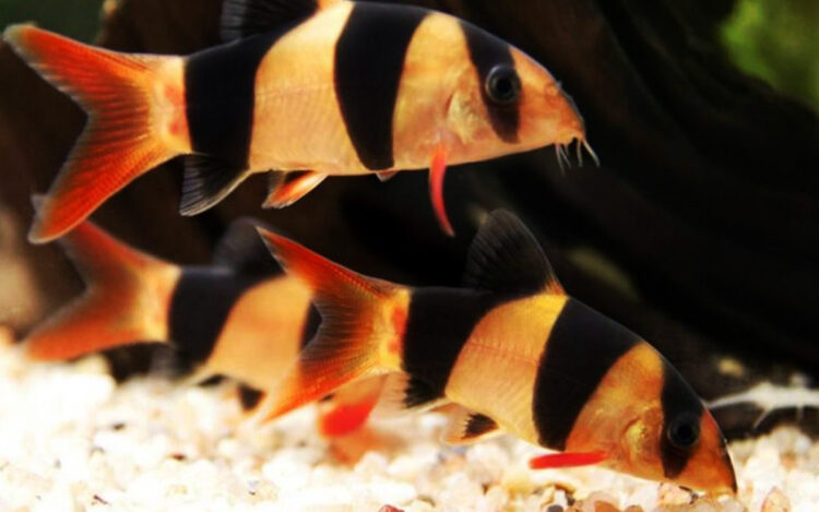 Ikan Hias Tanpa Oksigen