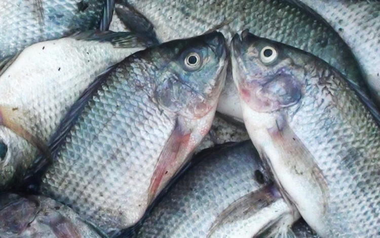 Jenis Jenis Ikan Nila