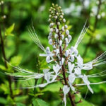 manfaat tanaman kumis kucing