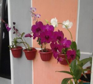 Taman Anggrek