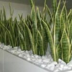 Tanaman hias lidah mertua