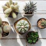 Tanaman jarang disioram