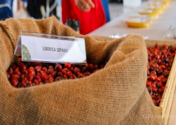 Pemprov Kaltim Dorong Kopi Liberika Jadi Komoditas Khas Provinsi Penyangga IKN