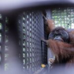 Dodo, orangutan jantan yang dikembalikan ke habibat di Pulau Kelawasan.