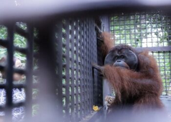 Dodo, orangutan jantan yang dikembalikan ke habibat di Pulau Kelawasan.