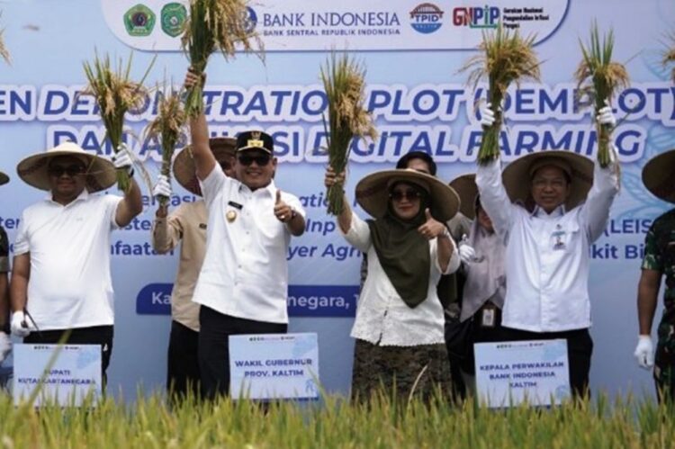 Sistem LEISA Dongkrak Panen Padi di Kabupaten Penyangga IKN Jadi 6,2 Ton per Ha