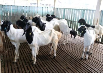 Pemprov Kaltim Beri Bantuan 200 Ekor Kambing untuk Korporasi Ternak di Serambi IKN