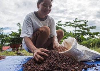 Heboh Lagi! Pemerintah Temukan Kontaminasi Radioaktif Cs-137 di Perkebunan Cengkih
