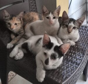 7 Manfaat Pelihara Kucing di Rumah