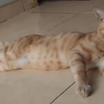 7 Manfaat Pelihara Kucing di Rumah, Nomor 2 & 4 Bikin Melongo