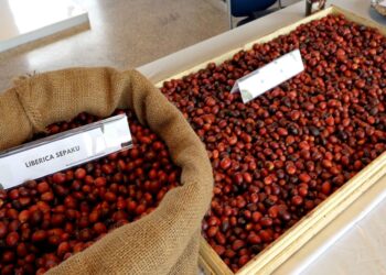 Mengapa Petani di wilayah IKN Pilih Tanam Kopi Liberika? Ini Jawabannya