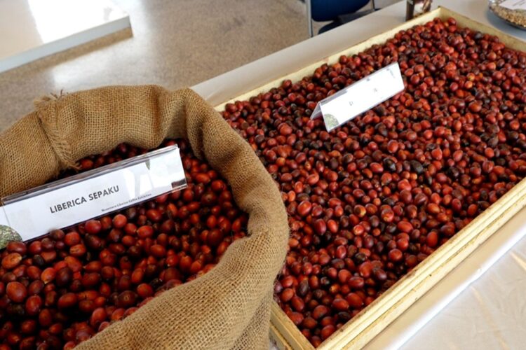 Mengapa Petani di wilayah IKN Pilih Tanam Kopi Liberika? Ini Jawabannya