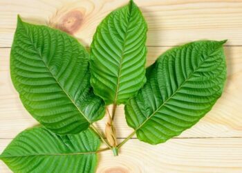 Sedang Dikaji, Pendirian Pabrik Obat Berbahan Daun Kratom di Kabupaten Penyangga IKN