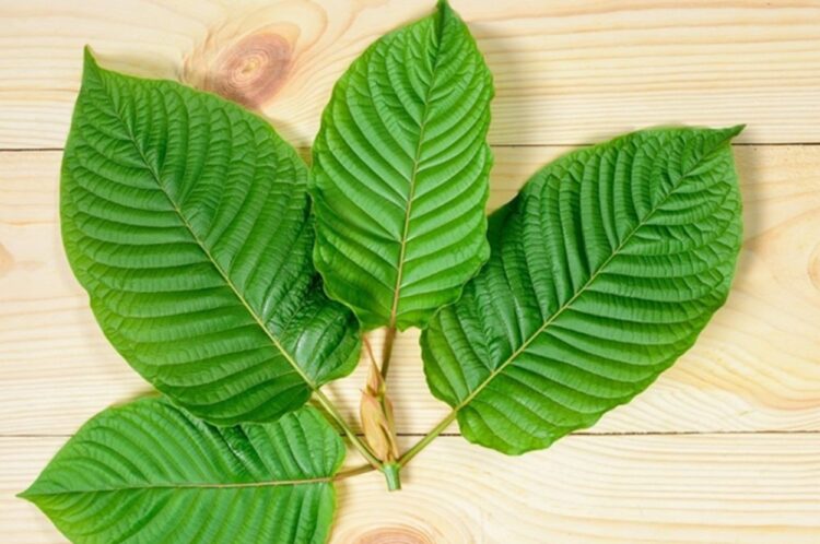 Sedang Dikaji, Pendirian Pabrik Obat Berbahan Daun Kratom di Kabupaten Penyangga IKN