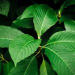 Daun Surga Kalimantan Kratom Siap Jadi Obat Pereda Nyeri